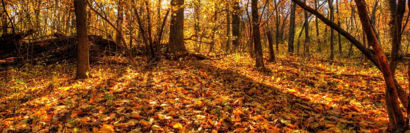 Чарівна осінь в лісі на Житомирщині, — ФОТОРЕПОРТАЖ