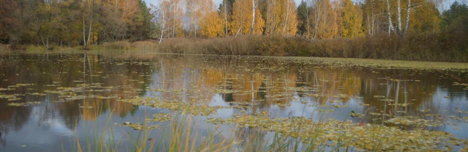 Про Поліські болота і 