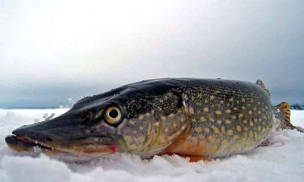 В Україні вперше діятиме окрема заборона на вилов щуки