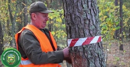 Лісівничі «жнива» - справа не одного року.