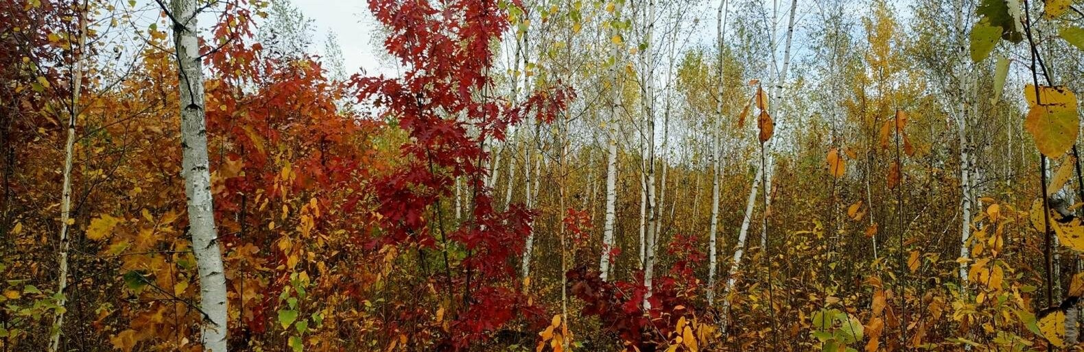 Фотопрогулянка до осіннього лісу на Житомирщині