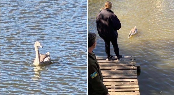 Намагався злетіти, але сил вистачало тільки на незначні відстані: як на Житомирщині екологи лебедю допомагають