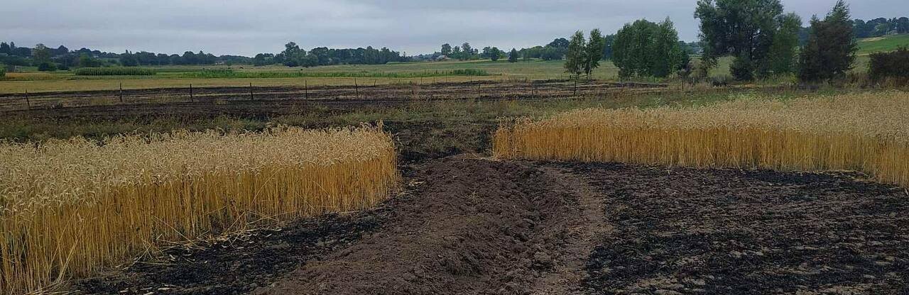 На Житомирщині чоловік, намагаючись самотужки погасити загоряння сухої трави, отримав опіки обличчя та обох верхніх кінцівок 