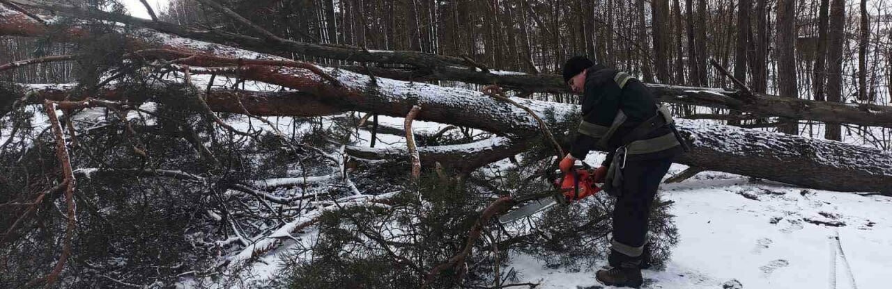 Житомирщина: за минулу добу рятувальники двічі долучалися до прибирання повалених негодою дерев