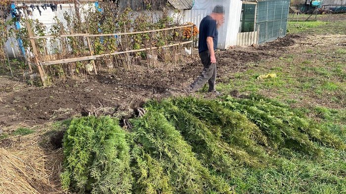 «Ландшафтний дизайн за чужий рахунок»: житомирські поліцейські встановили ще одного причетного до крадіжки декоративних туй