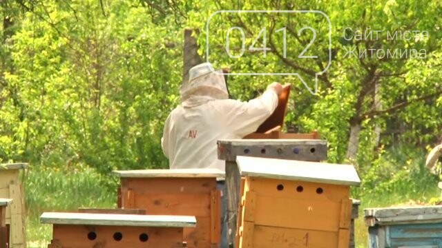На Житомирщині зростуть ціни на мед, фото-2 На Житомирщині зростуть ціни на мед, фото-2