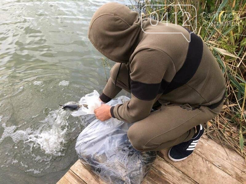 На Житомирщині у водойму поблизу села вселили 2,4 тис молод..., фото-4 На Житомирщині у водойму поблизу села вселили 2,4 тис молодої риби. ФОТО, фото-4