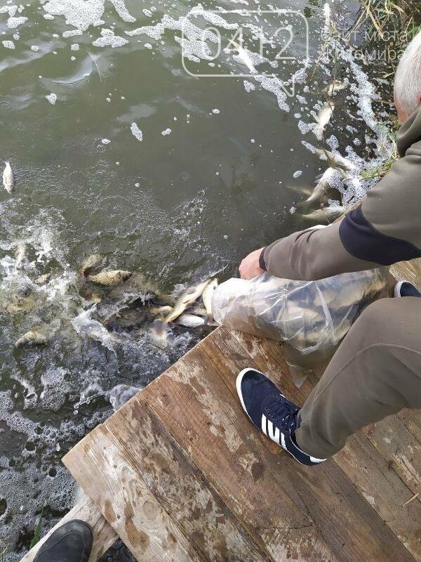 На Житомирщині у водойму поблизу села вселили 2,4 тис молод..., фото-7 На Житомирщині у водойму поблизу села вселили 2,4 тис молодої риби. ФОТО, фото-7