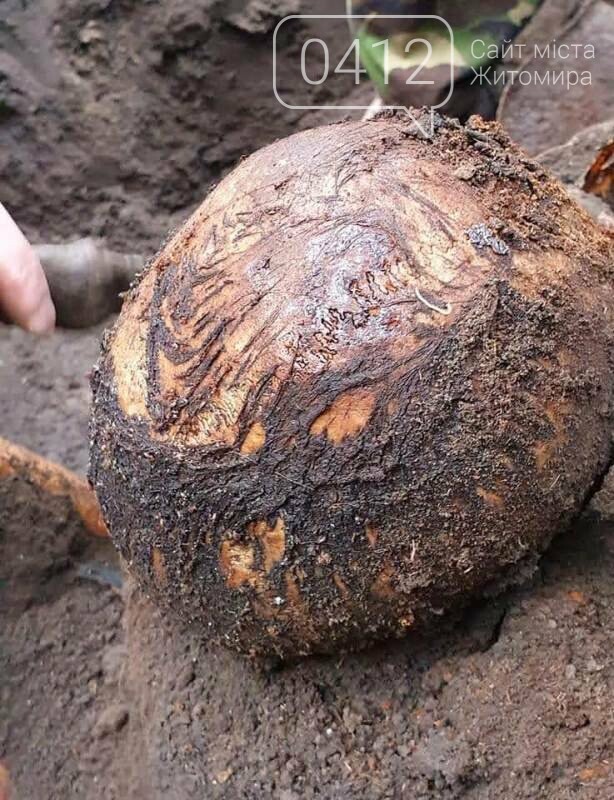 На Бердичівщині виявили останки воїна РСЧА, який загинув у липні 1941 року. ФОТО, фото-8