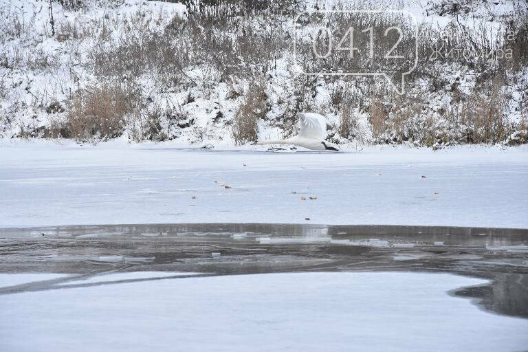 Операція «порятунок лебедя» у Коростені. ФОТО, фото-2