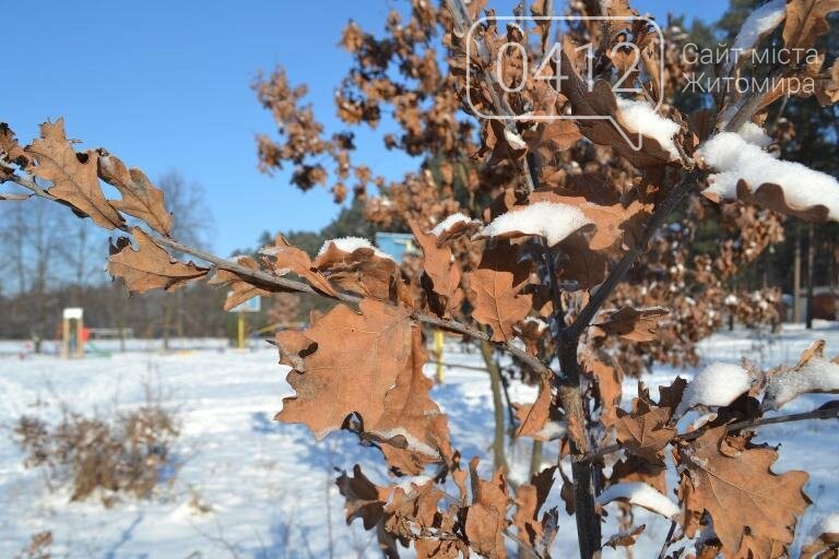 Казкові засніжені краєвиди: Фотопрогулянка мальовничим селищем поблизу Житомира. ФОТОРЕПОРТАЖ, фото-1