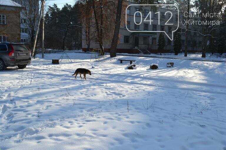 Казкові засніжені краєвиди: Фотопрогулянка мальовничим селищем поблизу Житомира. ФОТОРЕПОРТАЖ, фото-6