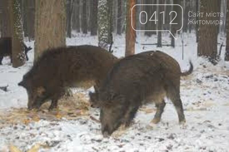 На Житомирщині рахують мешканців лісу, фото-1