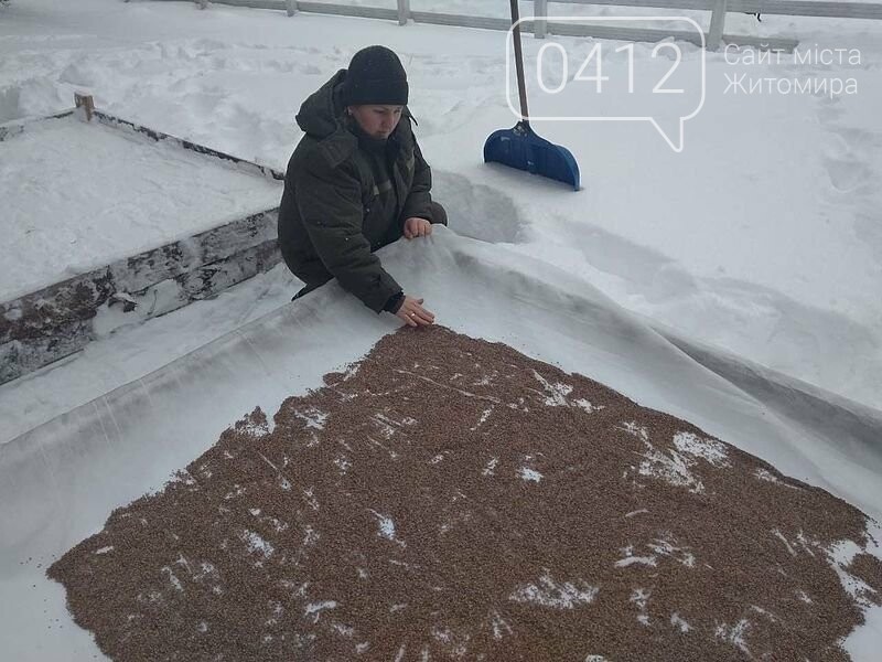 Городницькі лісівники снігують насіння хвойних, фото-1 Городницькі лісівники снігують насіння хвойних, фото-1