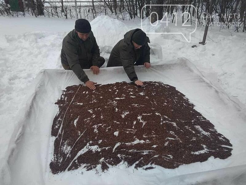 Городницькі лісівники снігують насіння хвойних, фото-3 Городницькі лісівники снігують насіння хвойних, фото-3