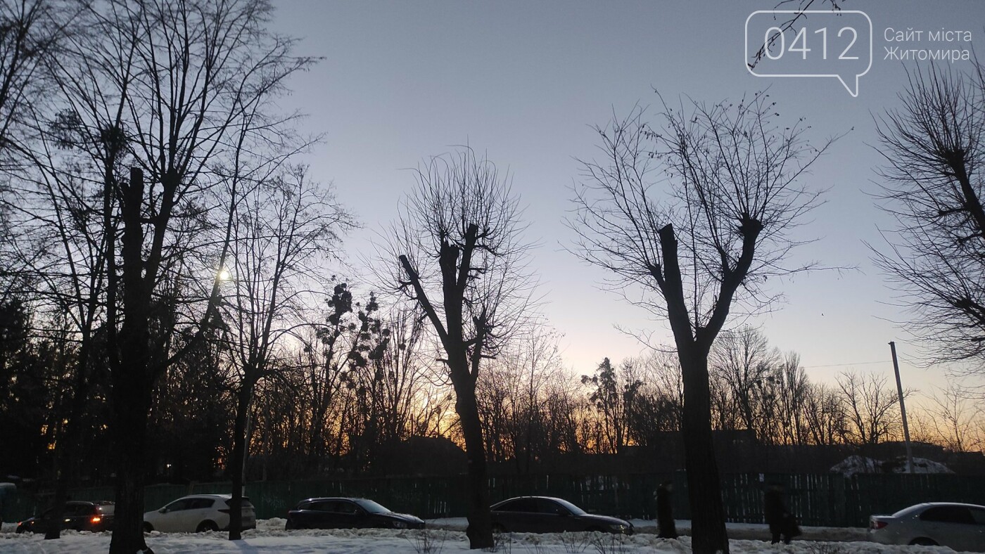 У Житомирі забили на сполох через те, як в місті обрізають дерева. ФОТО, фото-3