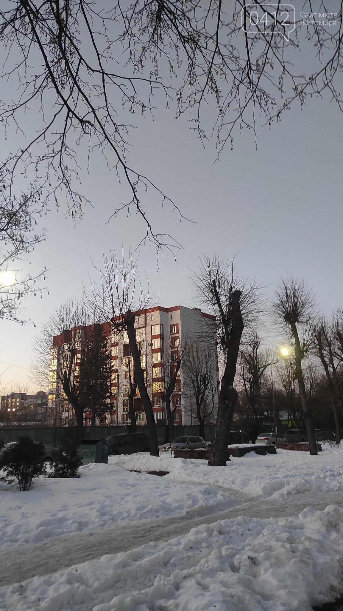 У Житомирі забили на сполох через те, як в місті обрізають дерева. ФОТО, фото-4