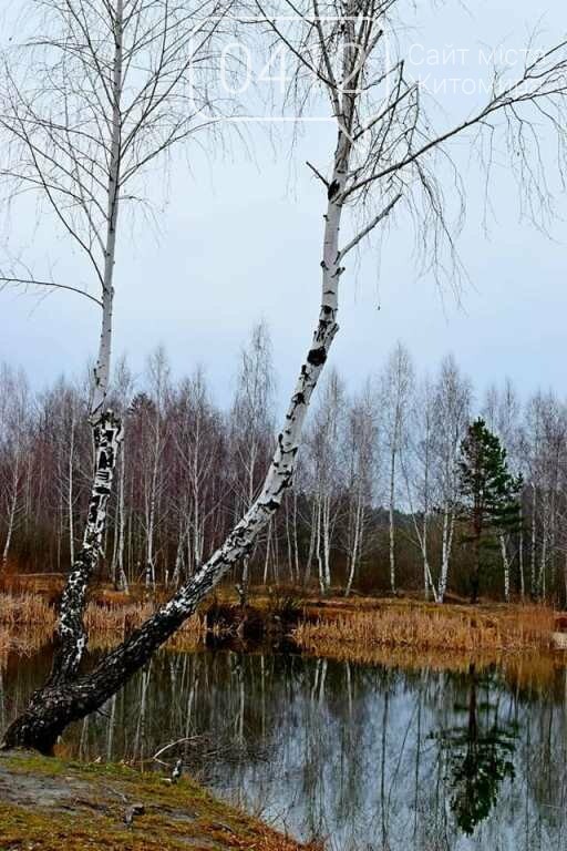 Коли зачаровує природа: в мережі показали живописні краєвиди Житомирщини. ФОТО, фото-1