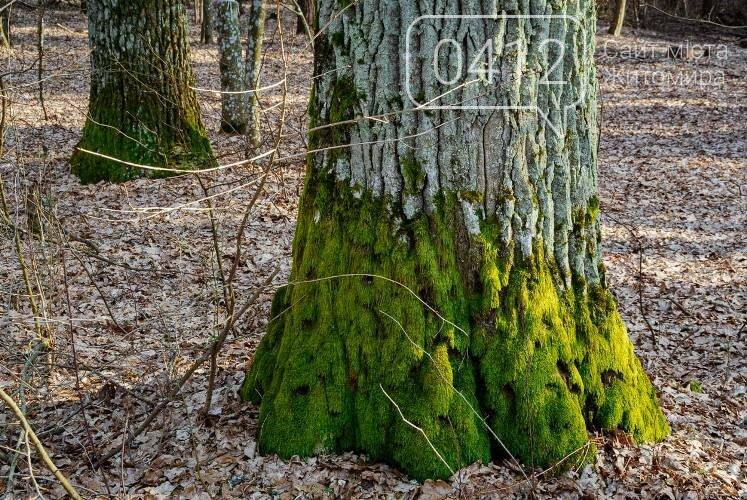 Краса та чарівність весняного лісу в Житомирі. ФОТОРЕПОРТАЖ, фото-10