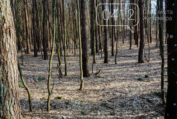 Краса та чарівність весняного лісу в Житомирі. ФОТОРЕПОРТАЖ, фото-11