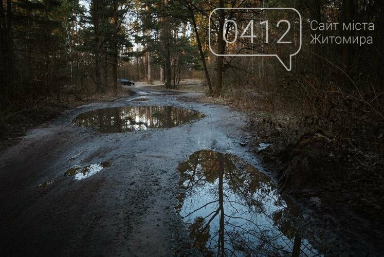 Краса та чарівність весняного лісу в Житомирі. ФОТОРЕПОРТАЖ, фото-14