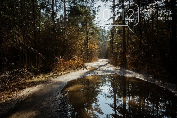 Краса та чарівність весняного лісу в Житомирі. ФОТОРЕПОРТАЖ, фото-12
