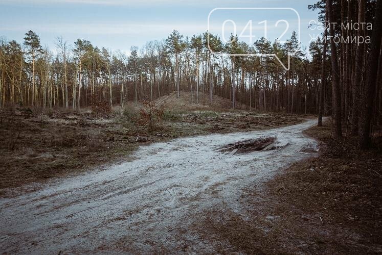 Краса та чарівність весняного лісу в Житомирі. ФОТОРЕПОРТАЖ, фото-21