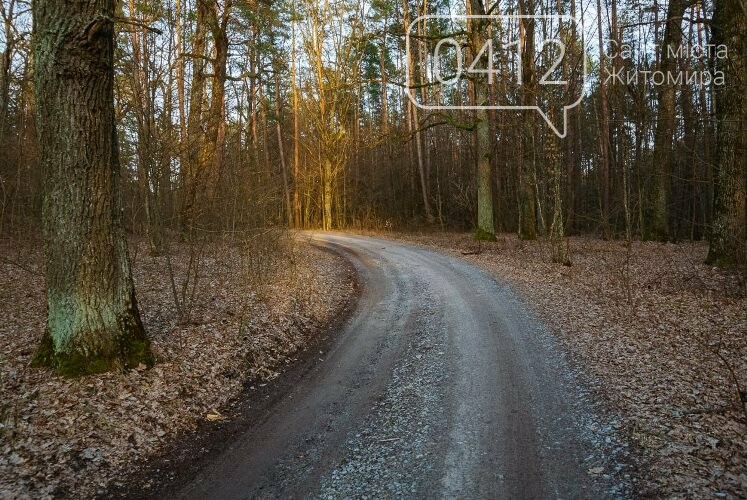 Краса та чарівність весняного лісу в Житомирі. ФОТОРЕПОРТАЖ, фото-22