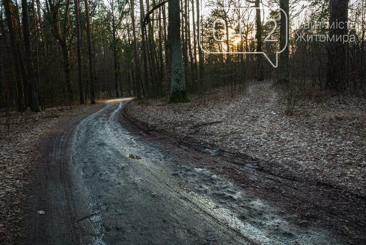 Краса та чарівність весняного лісу в Житомирі. ФОТОРЕПОРТАЖ, фото-23