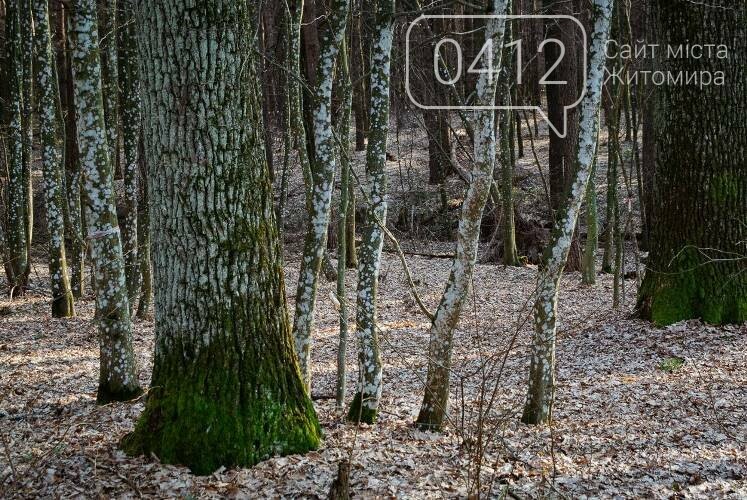 Краса та чарівність весняного лісу в Житомирі. ФОТОРЕПОРТАЖ, фото-5