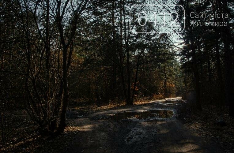 Краса та чарівність весняного лісу в Житомирі. ФОТОРЕПОРТАЖ, фото-4