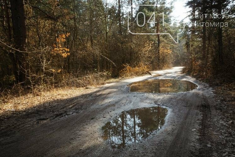 Краса та чарівність весняного лісу в Житомирі. ФОТОРЕПОРТАЖ, фото-1