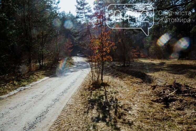 Краса та чарівність весняного лісу в Житомирі. ФОТОРЕПОРТАЖ, фото-2