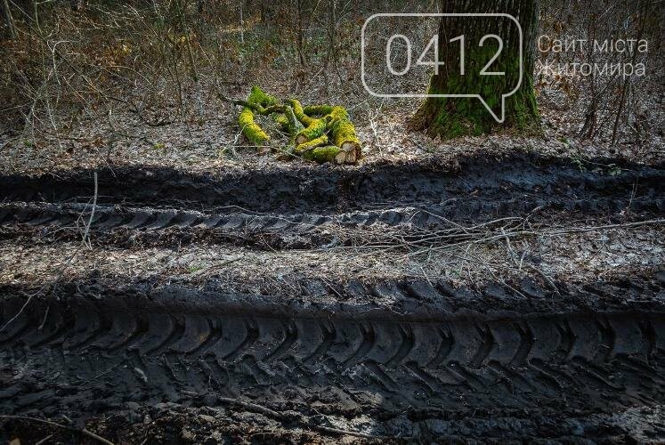 Краса та чарівність весняного лісу в Житомирі. ФОТОРЕПОРТАЖ, фото-7
