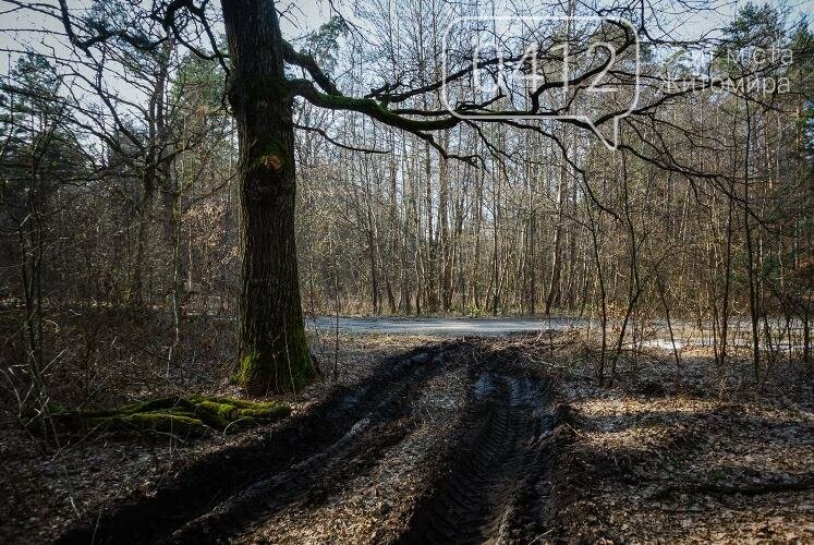 Краса та чарівність весняного лісу в Житомирі. ФОТОРЕПОРТАЖ, фото-8