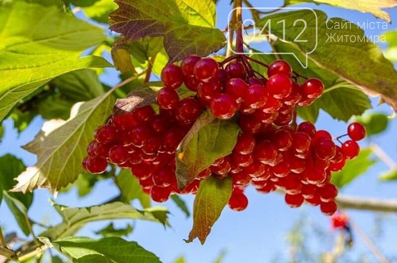 Лісівники Житомирщини радять: Які дерева краще обрати, щоб висадити біля дому, фото-9