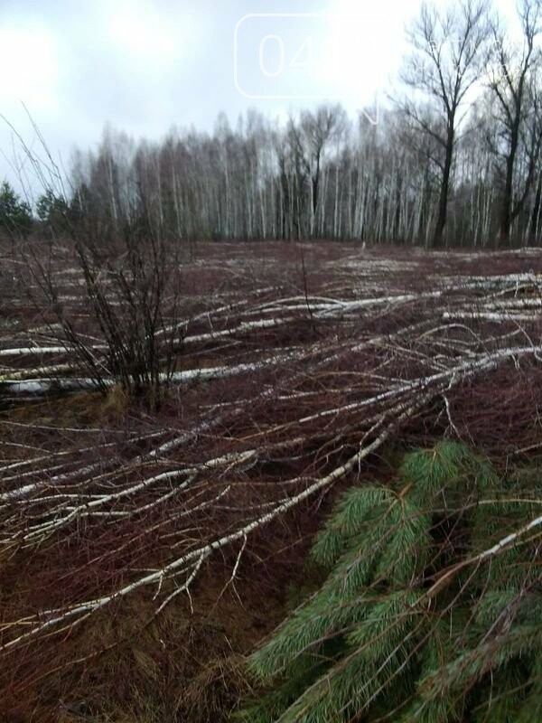 Були посадки і — не стало, або на Житомирщині ліс ріжуть, ..., фото-1 Були посадки і — не стало, або на Житомирщині ліс ріжуть, аж щепки летять, фото-1