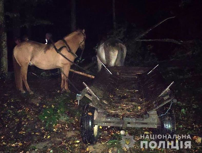 На Житомирщині розслідують ще дві незакооні оборудки з лісом, фото-3 На Житомирщині розслідують ще дві незакооні оборудки з лісом, фото-3