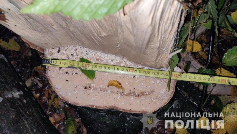 На Житомирщині розслідують ще дві незакооні оборудки з лісом, фото-2 На Житомирщині розслідують ще дві незакооні оборудки з лісом, фото-2