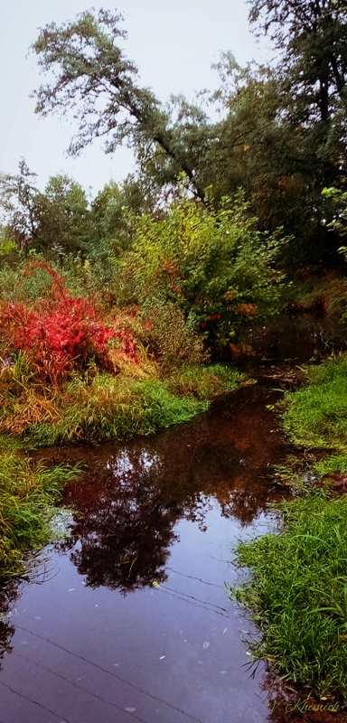На берегах річки Лісової: Живописні осінні краєвиди в Житом..., фото-5 На берегах річки Лісової: Живописні осінні краєвиди в Житомирі. ФОТО, фото-5