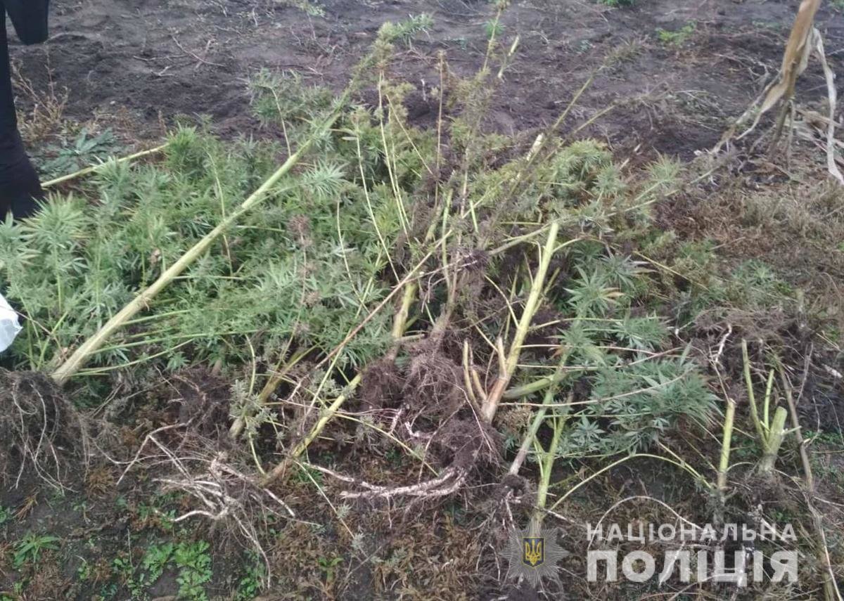У жителя Попільняського району поліцейські вилучили наркоти..., фото-2 У жителя Попільняського району поліцейські вилучили наркотичні засоби вартістю у кілька десятків тисяч гривень, фото-2