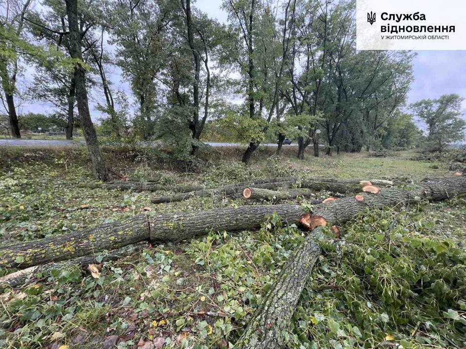 На Житомирщині понад 130 дерев самовільно зрубано у смузі відводу державної дороги