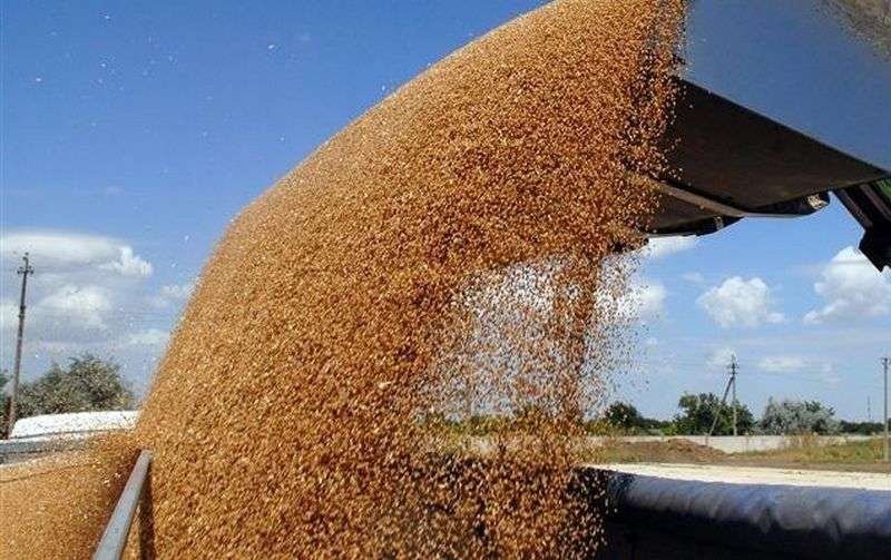 Жнива-2023: в Україні намолочено майже 23 млн тонн зернових