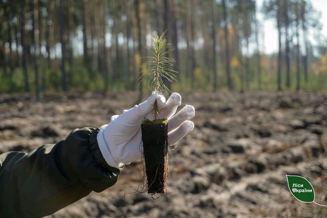 «Зелена країна»: на Житомирщині лісівники разом зі студентами садили ліс