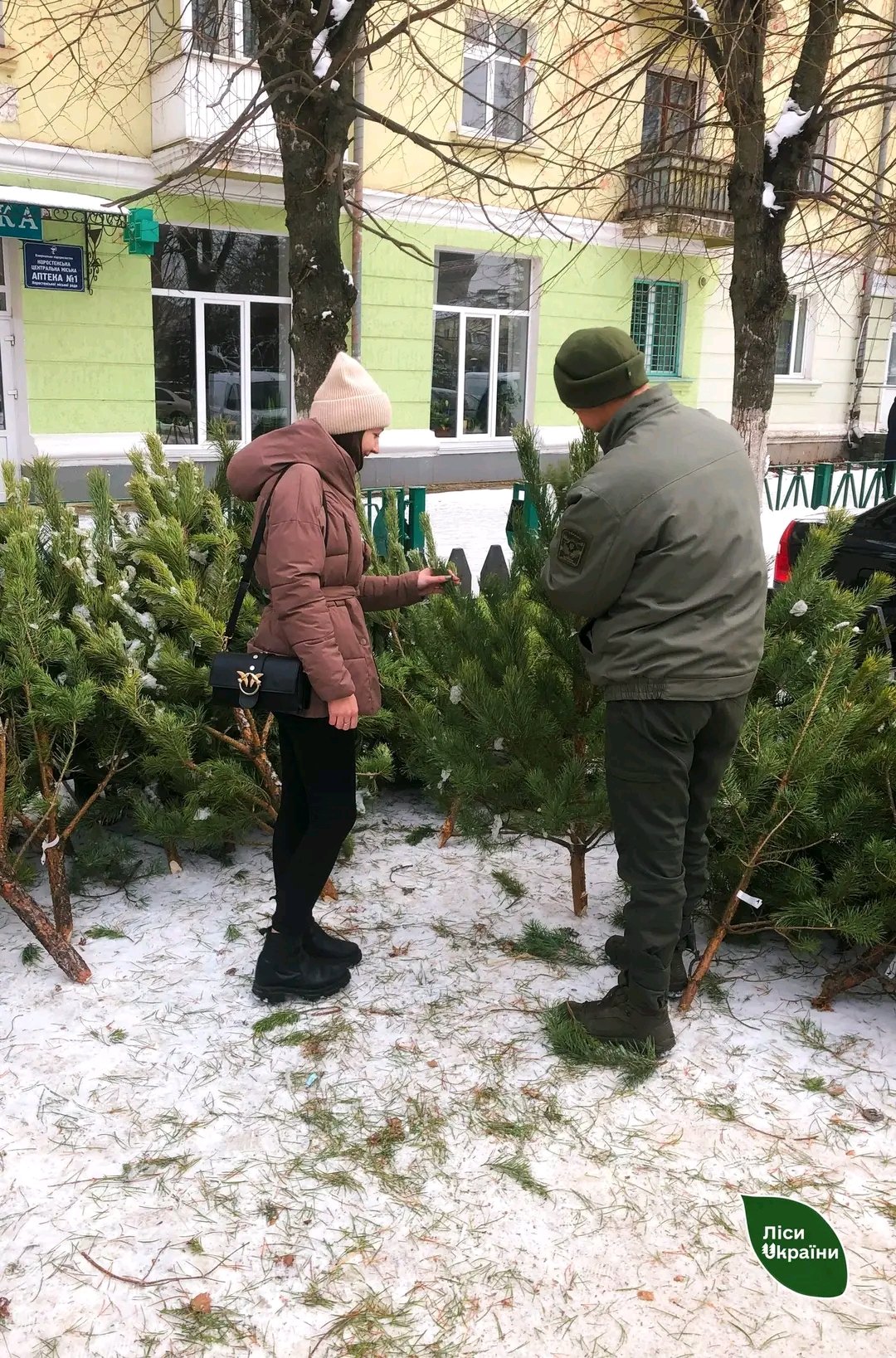 На Житомирщині та Київщині вже реалізували майже 11 тисяч різдвяних дерев