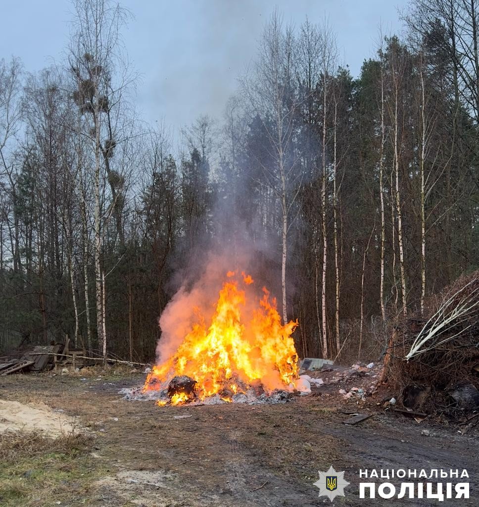 Знищено близько 1000 рослин коноплі та близько 300 рослин снотворного маку, — поліція Житомирщини