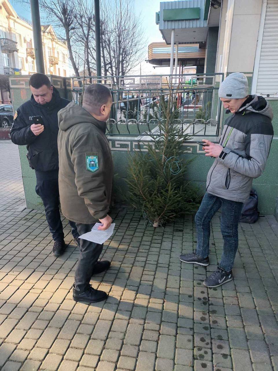 Екоінспекція фіксує збільшення кількості випадків незаконної торгівлі хвойними деревами