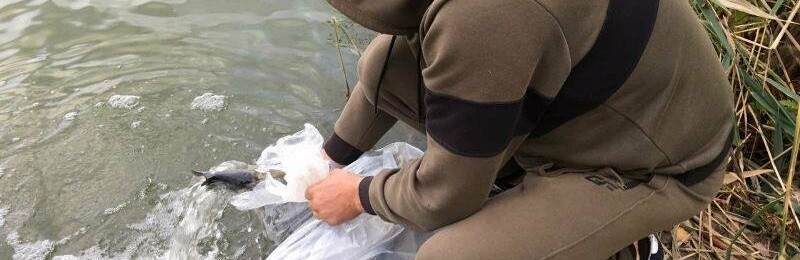 На Житомирщині у водойму поблизу села вселили 2,4 тис молодої риби.... На Житомирщині у водойму поблизу села вселили 2,4 тис молодої риби. ФОТО, Ketlandia