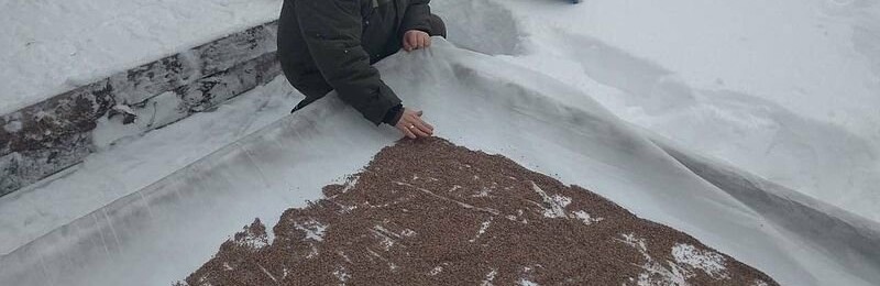 Городницькі лісівники снігують насіння хвойних Городницькі лісівники снігують насіння хвойних, Ketlandia