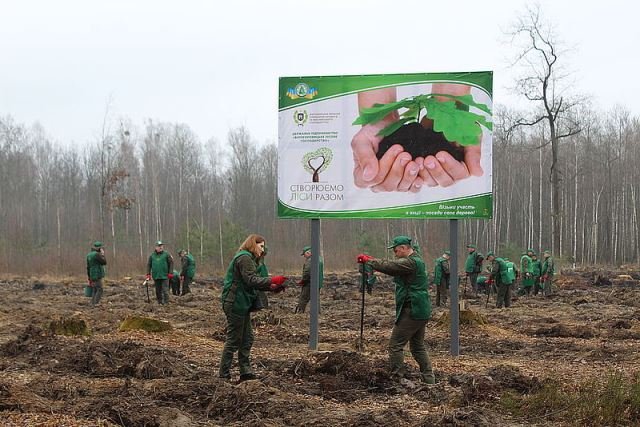 У Житомирській області в самому розпалі лісокультурна кампанія